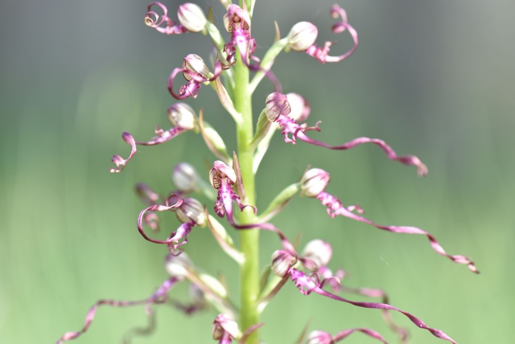 himatoglossum adriaticum?